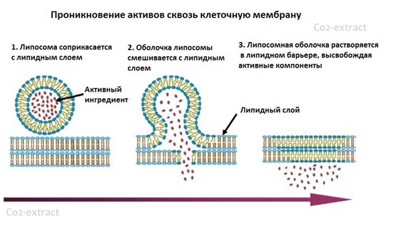 liposome concentrate 2